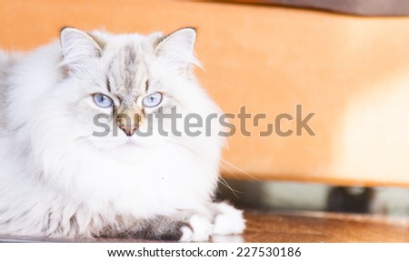 very long haired cat of siberian breed, white neva masquerade type