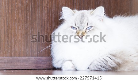 very long haired cat of siberian breed, white neva masquerade type