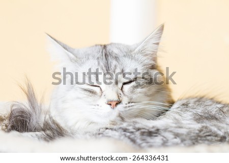 female adult cat, siberian breed, on the scratching post