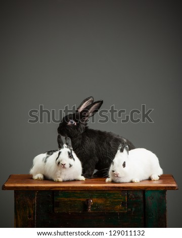 Three rabbits sitting on table, one black rabbit, one white rabbit, one black and white rabbit, on grey background with warm tones