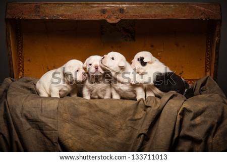 Four bulldog puppies in warm background with old trunk