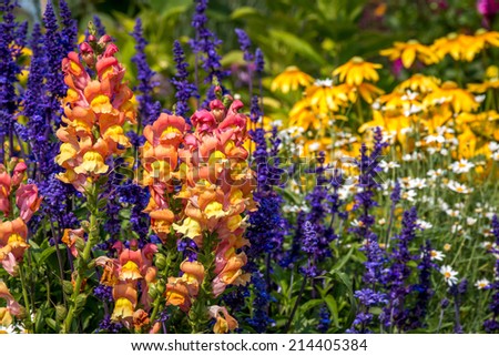 Shallow focus on a beautiful summer flower garden of Snapdragons, salvia and daisies.