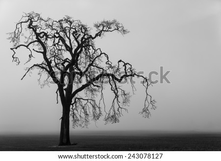 Spooky lone tree on a fog shrouded field .