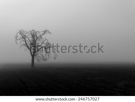 A lone tree sits eerily in a fog shrouded field.