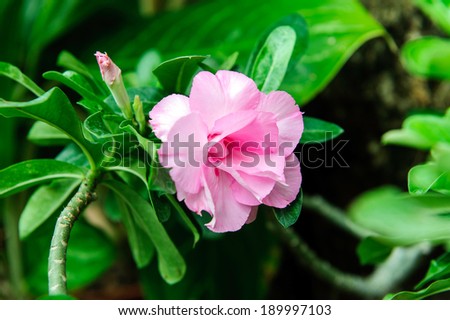 Desert Rose Flowers, Beautiful pink flower, Thailand.