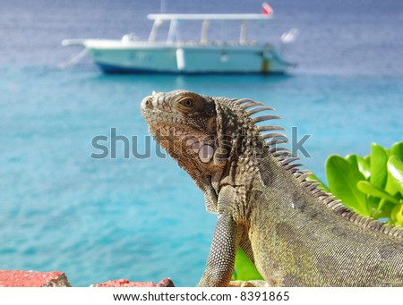 An Iguana sitting in the sun with a dive boat in the background