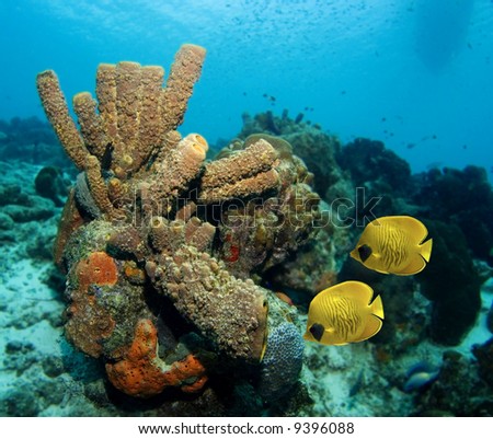 Tube sponges and yellow Masked Butterfly fish in the Caribbean Sea