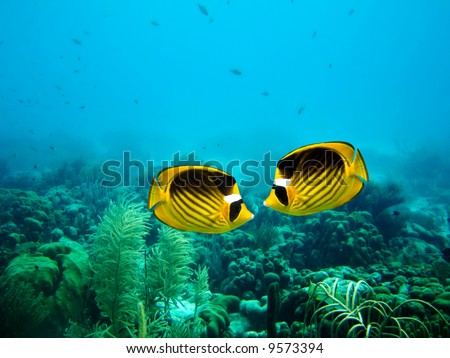 A couple of Yellow Masked Butterfly fish on a coral reef