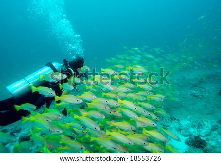 Diver in a school of big eye yellow snappers