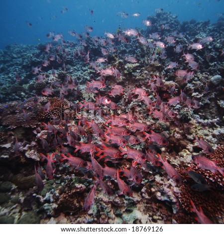 School of Blotch eye Soldierfish in the Indian Ocean