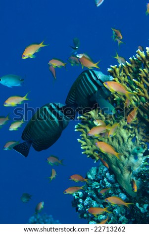 Red Tang Fish