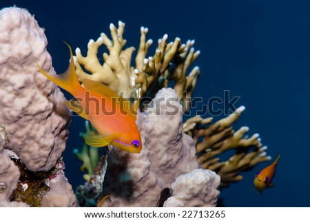 Orange fish over coral on a reef in the Red Sea