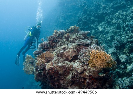 Female diver hovering over a coral reef in the Red Sea, Egypt