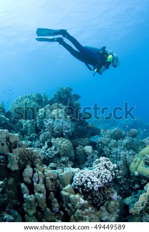 Female diver hovering over a beautiful coral reef in the Red Sea, Egypt