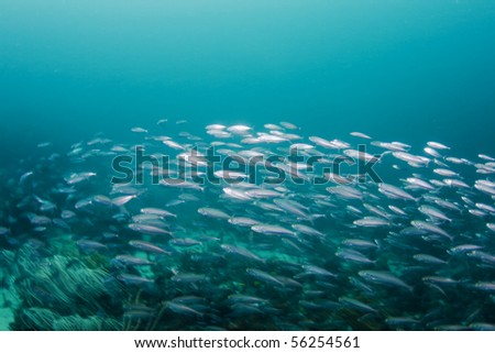 School of small fish over a coral reef in the Caribbean Sea
