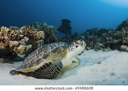 Close up of a Green Turtle on a coral reef in the Red Sea, Egypt