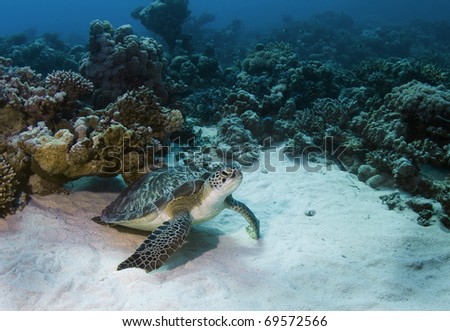 Green turtle on the house reef at Marsa Shagra in the Red Sea, Egypt