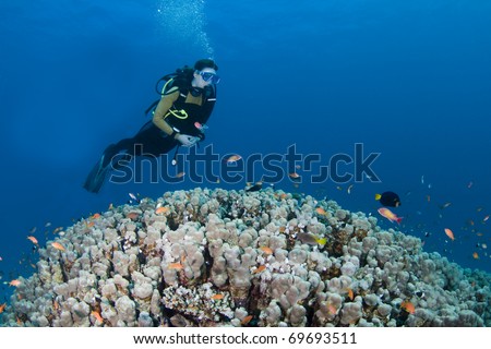 Female diver hovering over a huge coral in the Red Sea, Egypt