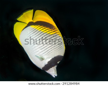 Lined Butterfly fish or Chaetodon lineolatus photographed during a dive at Bali, Indonesia. By using a flash, the fish is illuminated, while the background is dark.