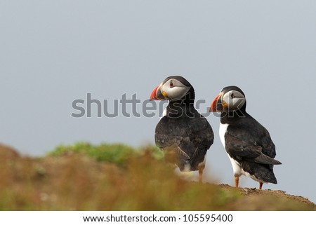 Two puffins on a cliff edge