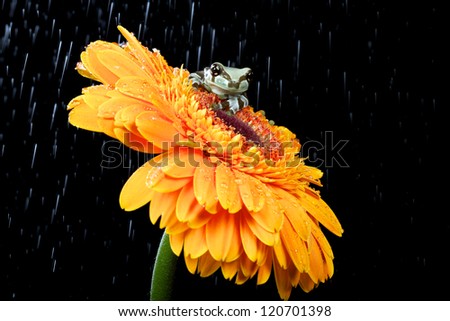 milk frog in the rain sitting on a Orange gerbera flower
