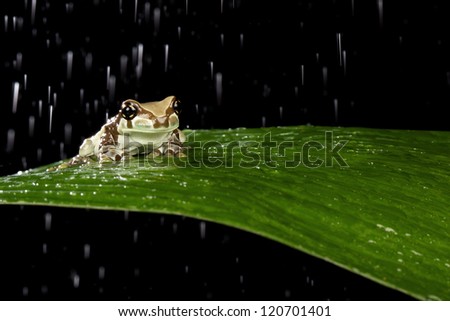 milk frog in the rain