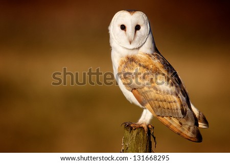 A Wild Barn Owl