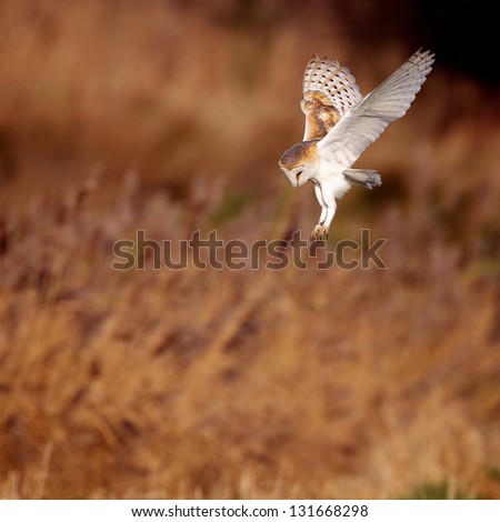 A wild barn owl about to strike