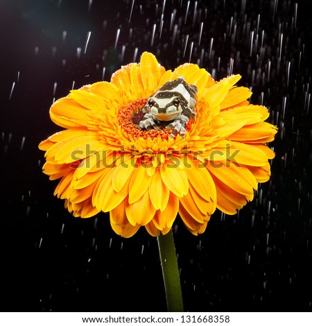 A milk frog on a yellow flower in the rain