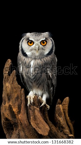 White faced owl against a black background