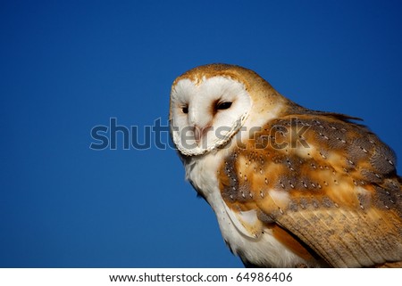 A barn owl on a blue sky