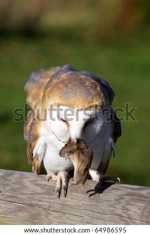 A barn owl eating a vole