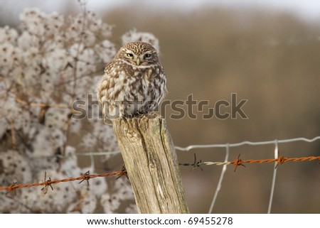 A little owl perched on a fence post in winter