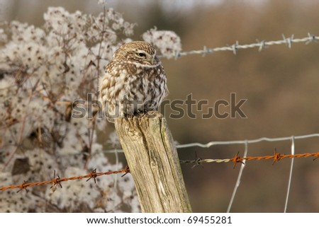 Little Owl perched on a fence post