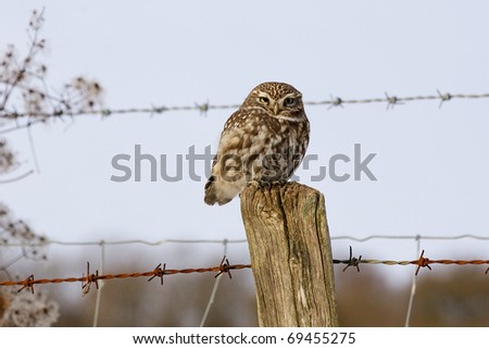 A little owl perched on a fence post