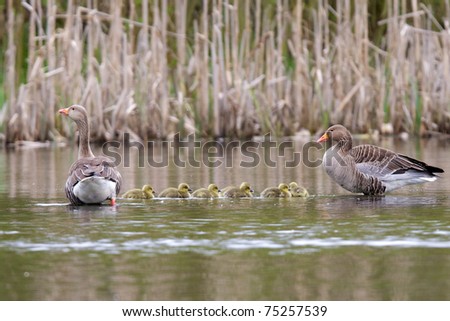 Two parent greylag geese out with their young goslings
