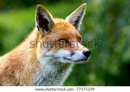 Close portrait of a Red Fox