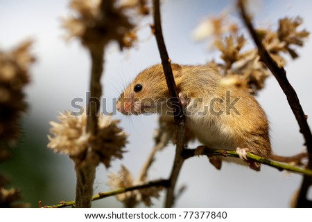 A small harvest mouse