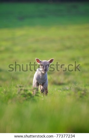 A little lamb in the spring