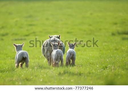 Three little lambs chasing after their mum