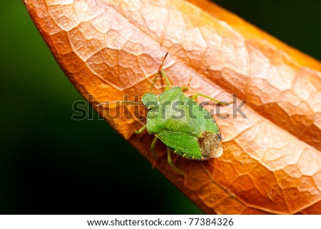 A green leaf bug on a brown leaf