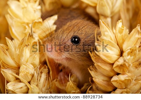 Harvest mouse in amongst corn