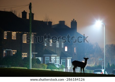 Urban Fallow Deer silhouette Wild deer rooming around the streets of a UK housing estate at night