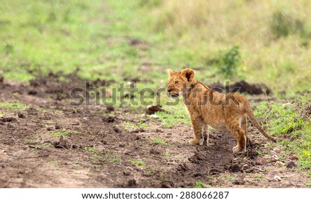 A lone little lion cub in the rain