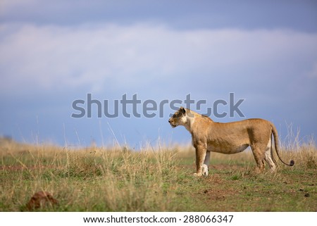Single lioness in Kenya