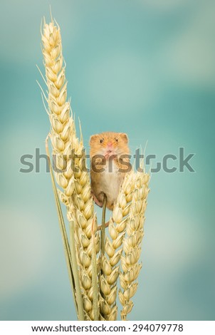 A little cute harvest mouse climbing on wheat isolated on a pastel background
