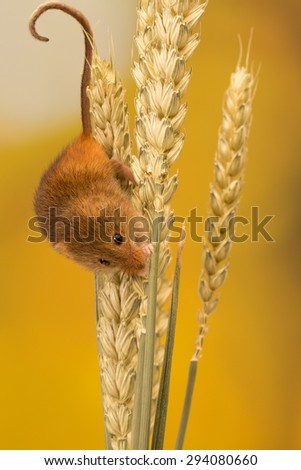 A cute harvest mouse climbing on wheat isolated on a coloured background