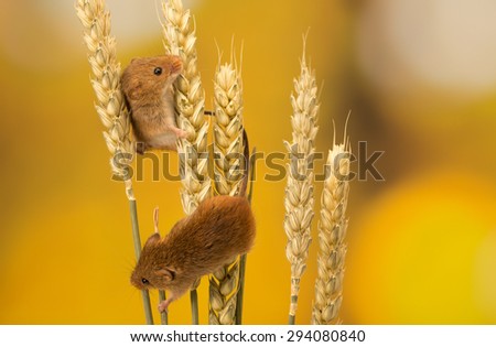 Two cute harvest mice climbing on wheat isolated on a coloured background