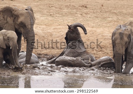 A group of elephants having fun in the mud