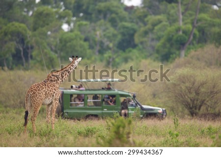 Large giraffe watching a group of photographers in a vehicle on safari